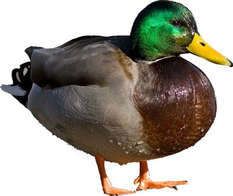 mallard duck information fun facts sciencefun