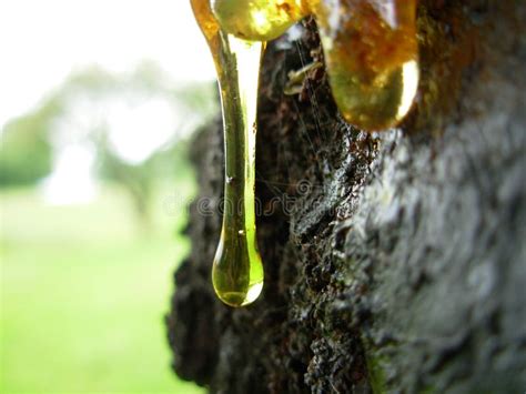 tree sap stock image image  wood amber outdoors sunshine