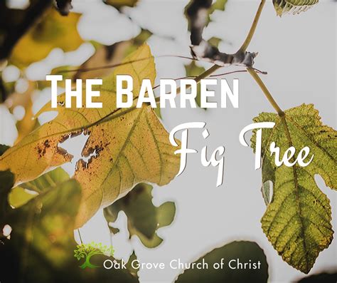 barren fig tree oak grove church  christ