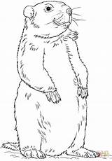 Coloring Pages Printable Groundhog Clipart Groundhogs Clip Marmota Standing sketch template