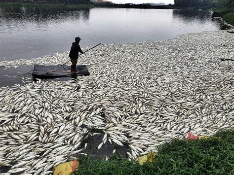 chinas huizhou city pond mystery   tonnes  dead fish float