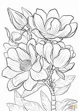 Magnolia Coloring Flower Para Colorear Choose Board Pages Supercoloring Sheets Imprimir Dibujos Book sketch template