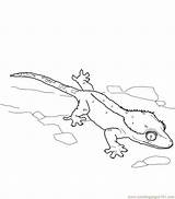 Lizards Gecko Lizard Crested sketch template