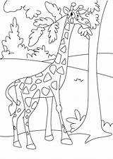 Giraffe Giraffa Stampare Versione Pianetabambini Singolarmente sketch template
