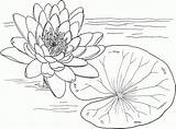 Coloring Lily Pad Pages Flower Popular Printable sketch template