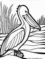 Pelican Coloring Pages Colouring Bird Printable Book House Print Thecoloringbarn Kids Drawings sketch template