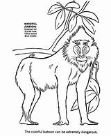 Coloring Baboon Pages Animal African Animals Drawing Wild Kids Africa Mandrill Print Color Honkingdonkey Sheet Popular Activity Template Getdrawings Library sketch template