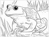 Coloring Frogs Pages Kids Printable Children Simple sketch template