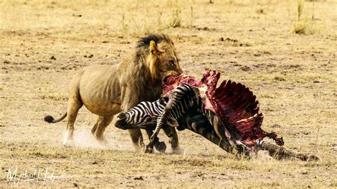 lion zebra kill dusty  travel tales