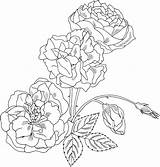 Bush Coloring Rose 1909 48kb sketch template