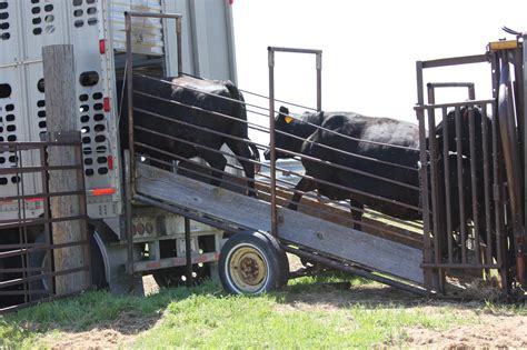 preparing  cattle transport saves time money  stress  stock