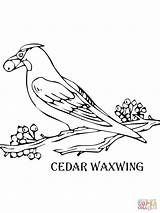 Cedar Waxwing Coloring Pages Tree Drawing Printable Color Print Getdrawings sketch template