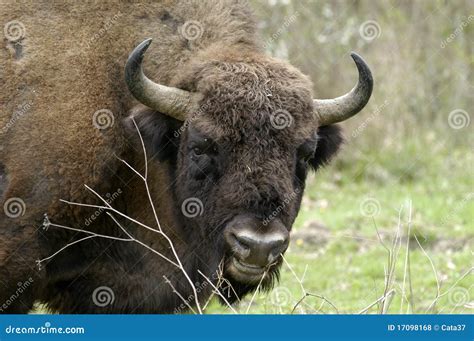 aurochs stock photo image  buffalo european park
