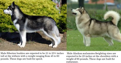 difference  husky  malamute daily dog discoveries