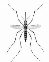 Mosquito Coloring Komar Aedes Kolorowanki Dzieci Aegypti Culex Very Insect Wydruku Bestcoloringpagesforkids Coloringbay sketch template