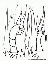 Worm Wurm Worms Ausmalbilder Herman Coloringhome sketch template