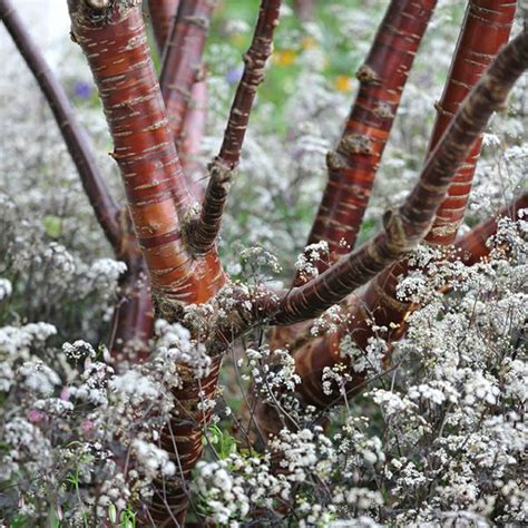 buy birch bark cherry prunus serrula delivery by crocus