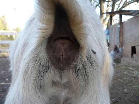 Goat Folks Pooch Test Pics Guesses On Pregnancy Backyard