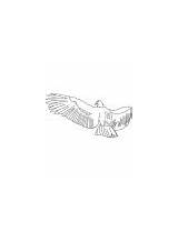 Condor Coloring Andean Soars Bird California sketch template