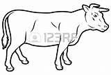 Cow Drawing Beef Carabao Coloring Pages Color Clipart Getcolorings Printable Getdrawings sketch template