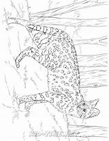 Serval sketch template