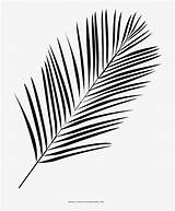 Palm Leaf Line Coloring Pngkey sketch template