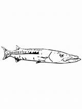 Coloring Pages Barracuda Fish Recommended Barracudas sketch template