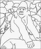 Gorilla Wild Coloring Pages Printable Animals Coloringbookfun sketch template