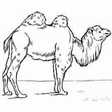 Camel Coloring Pages Standing Printable Naughty Kid sketch template