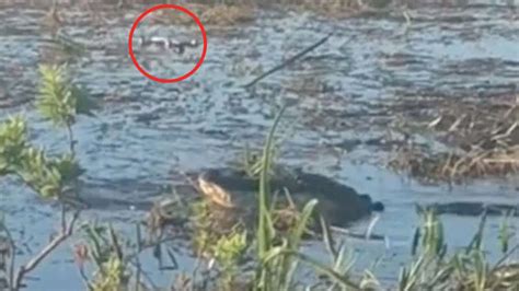video shows alligator    smoke  catching  drone mid flight