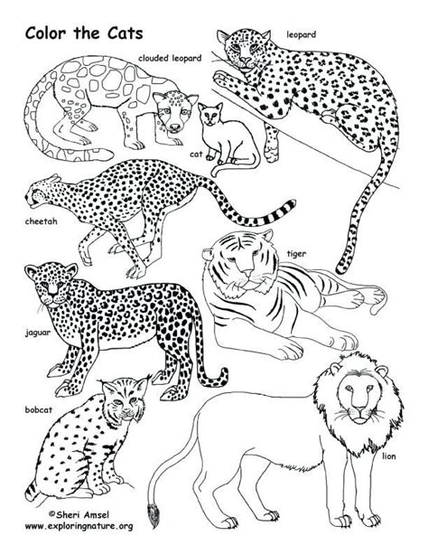 cat color page gif coloring pages