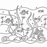 Marine Inhabitants Algae Colorings sketch template