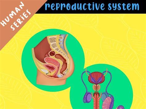 Human Body Series Reproductive System Teaching Resources