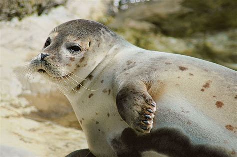 photo spotted seal gorodprizrak