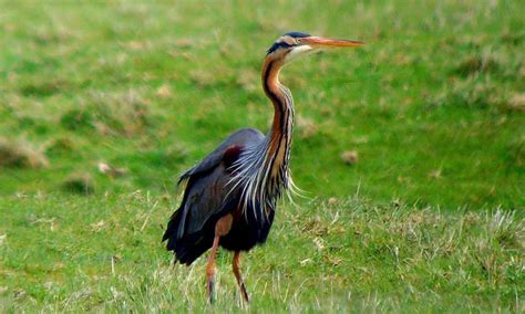 birdwatch the purple heron a rare visitor kept itself well hidden