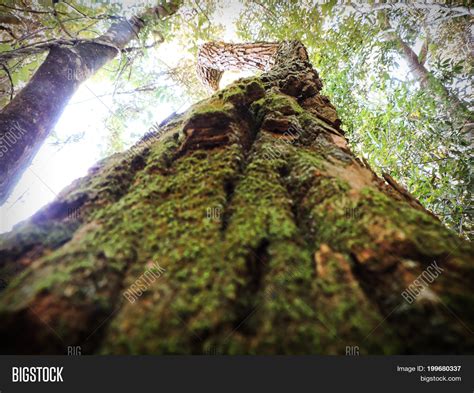 green tall tree image photo  trial bigstock
