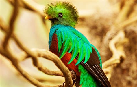 ¿por Qué Se Escucha Un Quetzal En La Pirámide De Chichén Itzá Sólo
