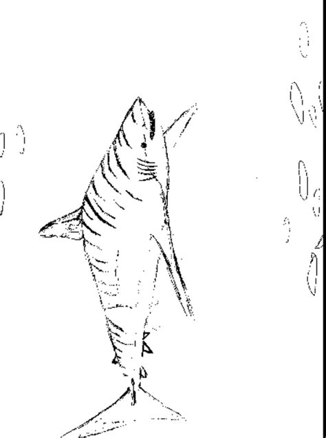 tiger shark coloring   designlooter