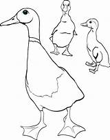 Coloring Duck Ducklings Pages Ducks Way Make Wood Realistic Mother Oregon Color Little Getcolorings Printable Shopify Baby Library Clipart Comments sketch template