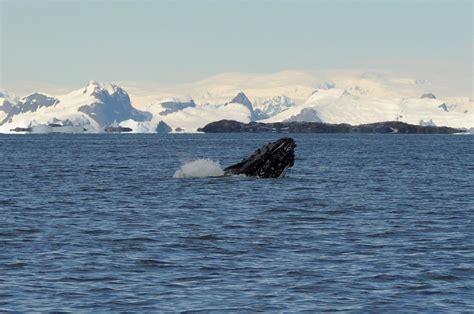 humpback kees zwaan flickr