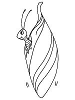 caterpillar  butterfly coloring pages medowmeeghan