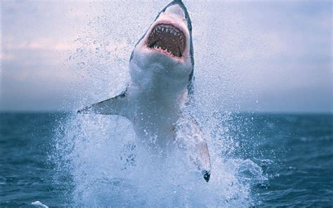 how many teeth do great white sharks have redcat web