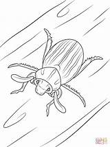 Beetle Coloring Escarabajo Rayado Escarabajos Categorías sketch template