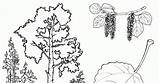 Alberi Aspen Castagno Tiglio Betulla Malvorlagen Kolorowanka Arbres Tree Brzoza árboles Bäume árvores Drzewa Drzew Dibujo Birke Kastanienbaum Poplar Colorkid sketch template