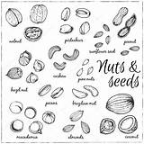Nuts Drawings Sketches Collection Stock Vector Illustration Depositphotos sketch template