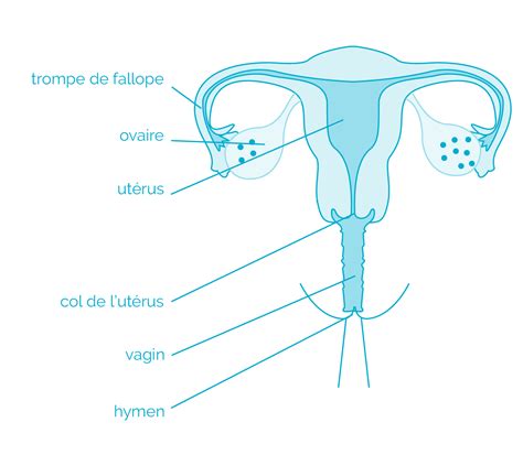 les formes de vagin aulaiestpdm blog