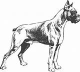 Boxer Coloring Designlooter Dog sketch template