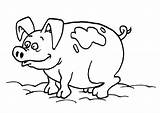 Para Cerdos Colorear Dibujo Dibujos Imprimir sketch template