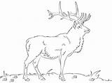 Elk Coloring Pages Drawing Printable Categories sketch template