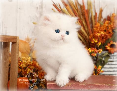 white persian kittens  sale white persian cats doll face persians